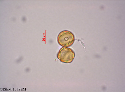 Lythrum salicaria - lame n° 29220